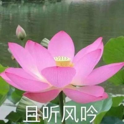 中乒赛-国乒包揽全部5金 马龙男单封王丁宁惜败王曼昱